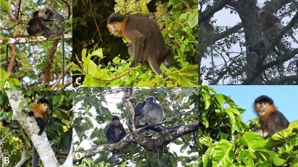 生殖隔离被打破？婆罗洲惊现罕见神秘猴：跨属杂交还是可育后代